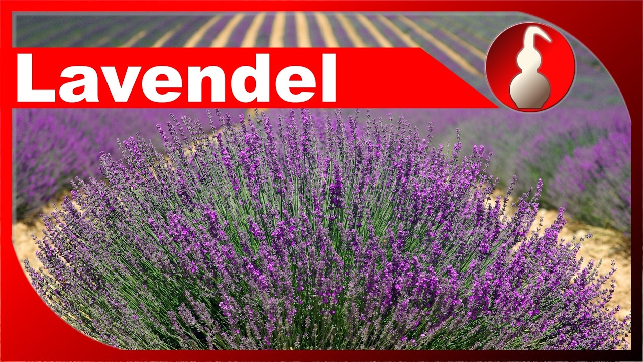 Lavendel ernten und verarbeiten - ätherisches Öl selber machen - diSTILLed