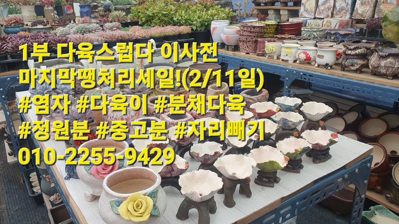 1부 다육스럽다 이사전 마지막땡처리세일!(2/11일) #염자 #다육이 #분채다육 #정원분 #중고분 #자리빼기010-2255-9429