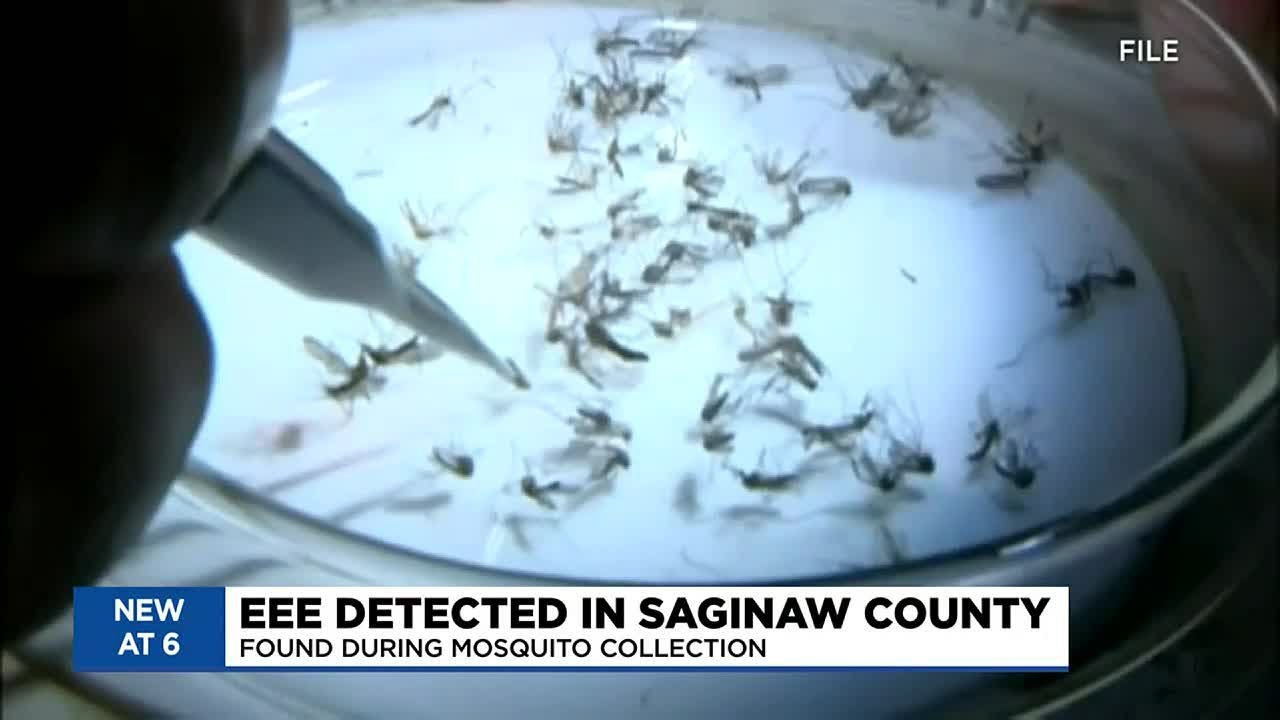 EEE virus detected in Saginaw Co. mosquitoes