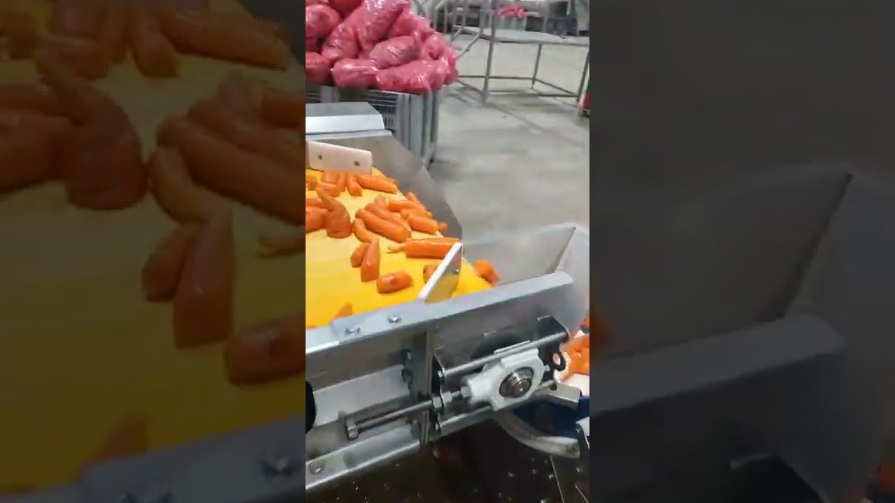 DALDIRMALI TİP BLANŞÖR VE DONMUŞ HAVUÇ İŞLEME HATTI / BLANCHER MACHİNE / FROZEN FOOD PROCESSİNG LİNE