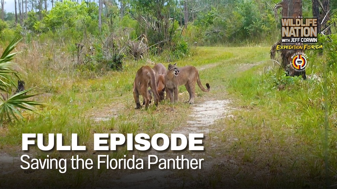 Saving the Florida Panther - FULL EPISODE | S2
