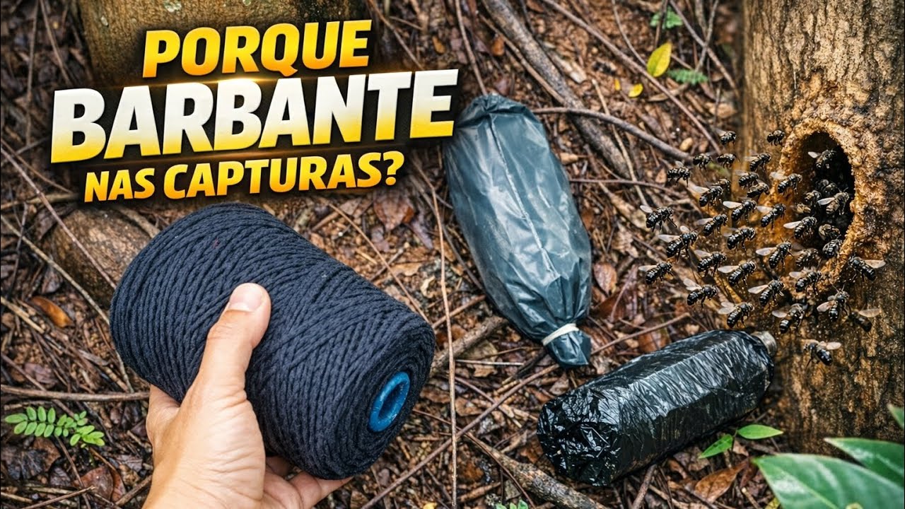 Capturando enxames de abelhas nativas😱  rotina de 3 em 3 dias SEM FALHAR, Sem ferrão & com emoção❤️🐝