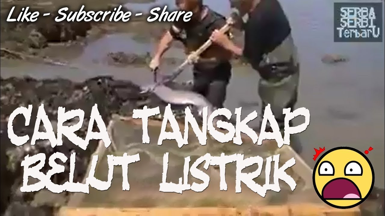 Cara tangkap belut listrik. Berani coba?