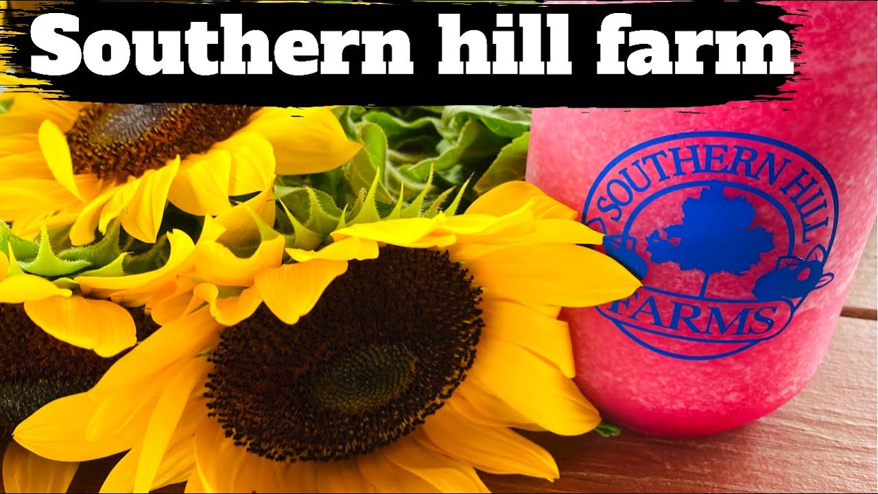 Visitando Florida Southern hill farm 2021 | recorrido por cultivos de fresas y girasoles en Florida