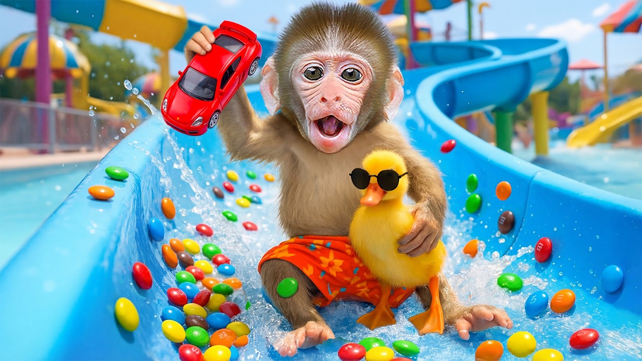 Macaco JOJI vai nadar na piscina e compre carrinhos hot wheels coloridos | JOJI Em Português