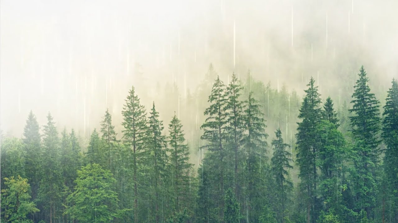Forest Rain | 9 Hours | Sleep, Relaxation, Focus | No Talking