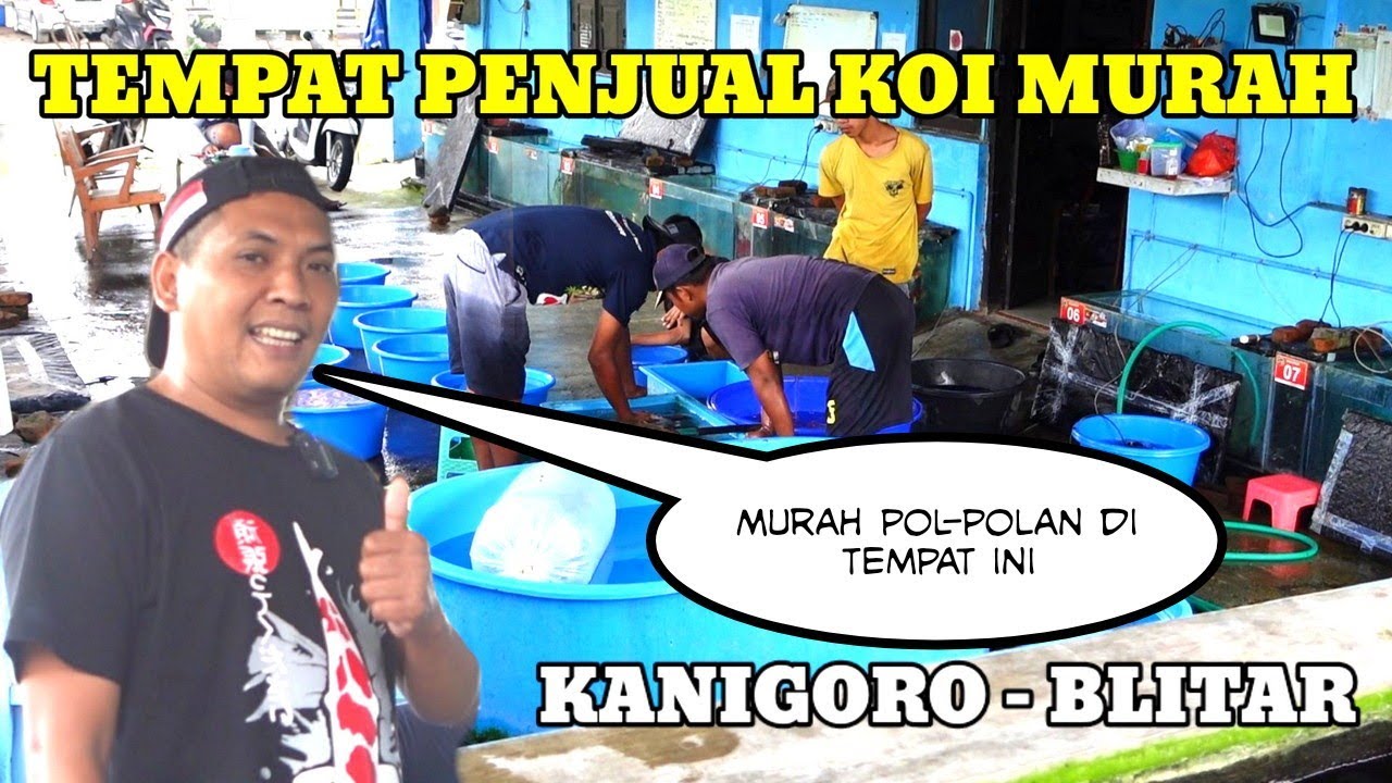 TEMPAT PENJUAL KOI MURAH POL-POLAN DI BLITAR🛑BURUAN🛑