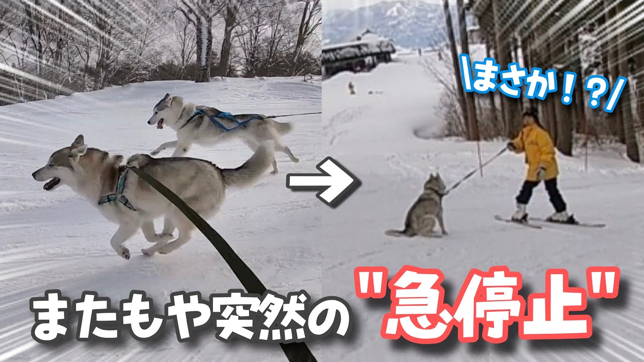 9kmコースに挑戦したらまたもや愛犬ハスキーに異変が…！？