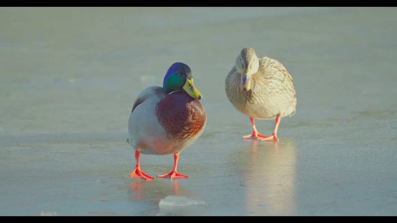 Mallards