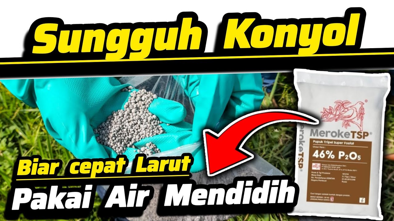 ‼️Cara Melarutkan Pupuk TSP‼️Pakai Air Mendidih ❌ Pupuk Fosfor Paling Bagus Cepat Diserap Tanaman ✅