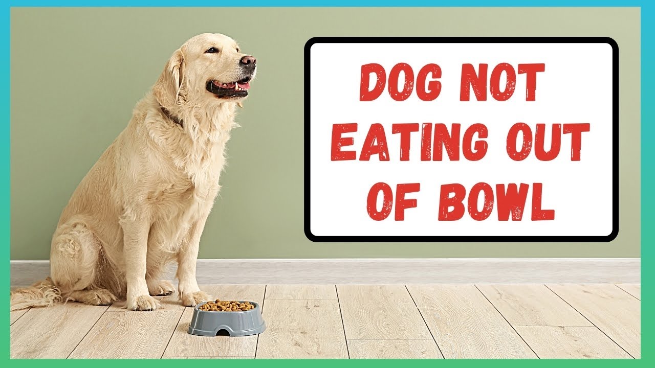 Dog isn't Eating out of Dog Bowl | Dog Won't Eat out of His Dog Bowl