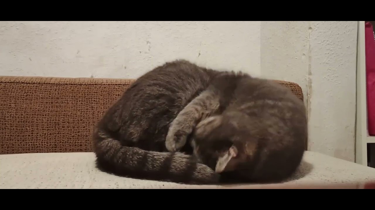 Cozy Sleeping Cat with Calm River Sounds for Relaxation and Sleep 3 H