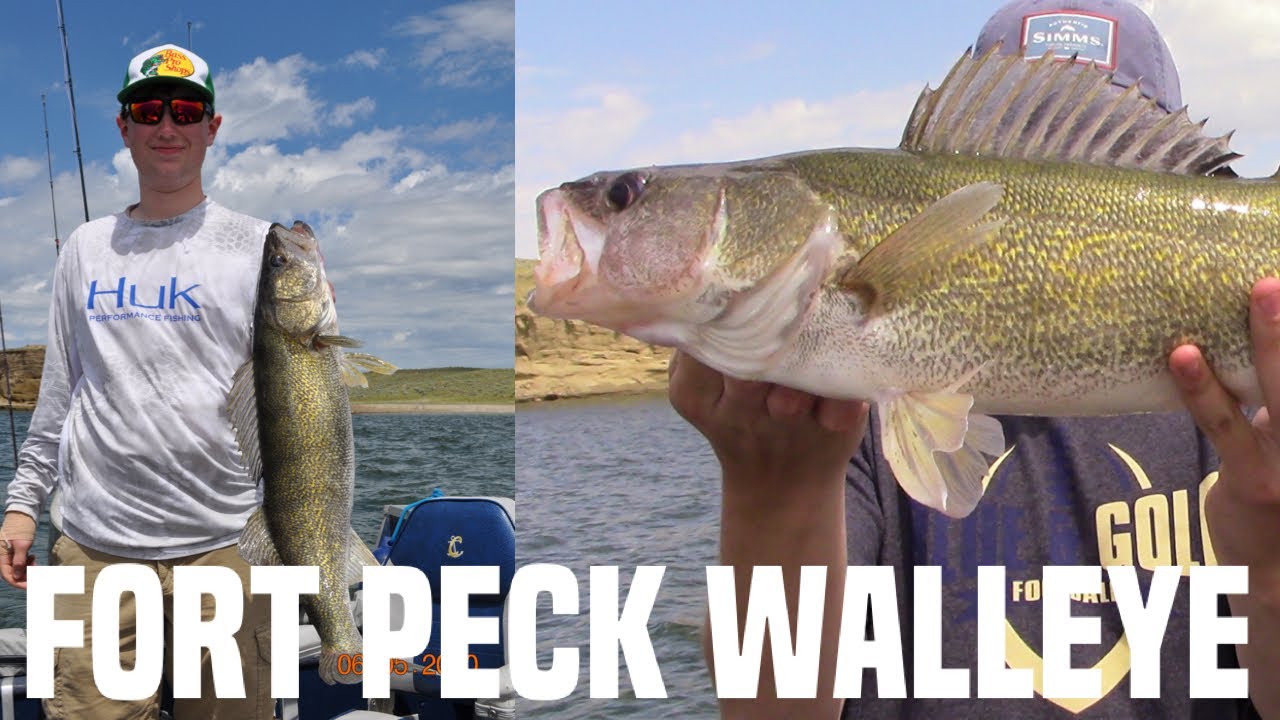 Spring Fort Peck Walleye
