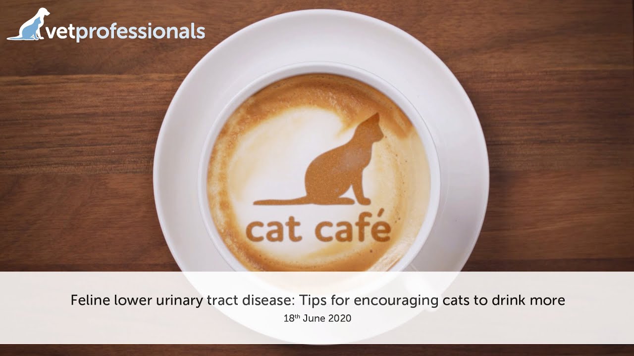 Cat Caf&eacute;: Feline lower urinary tract disease: Tips for encouraging cats to drink more &ndash; 18 June 2020