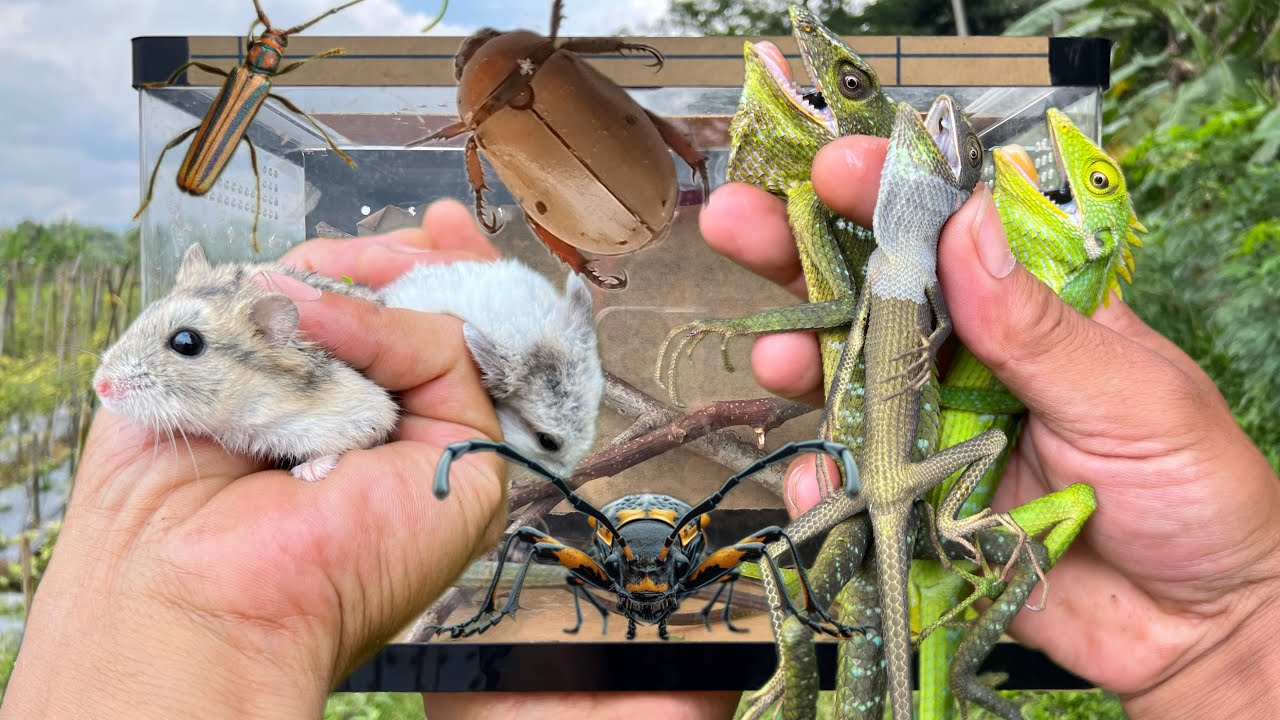Found two very cute hamsters‼️catch chameleon, longhorn beetle, yellow beetle