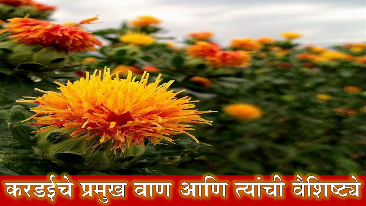 करडई प्रमुख वाण आणि त्यांची वैशिष्ट्ये | करडई सुधारित जाती | Famous Safflower Varieties | Safflower