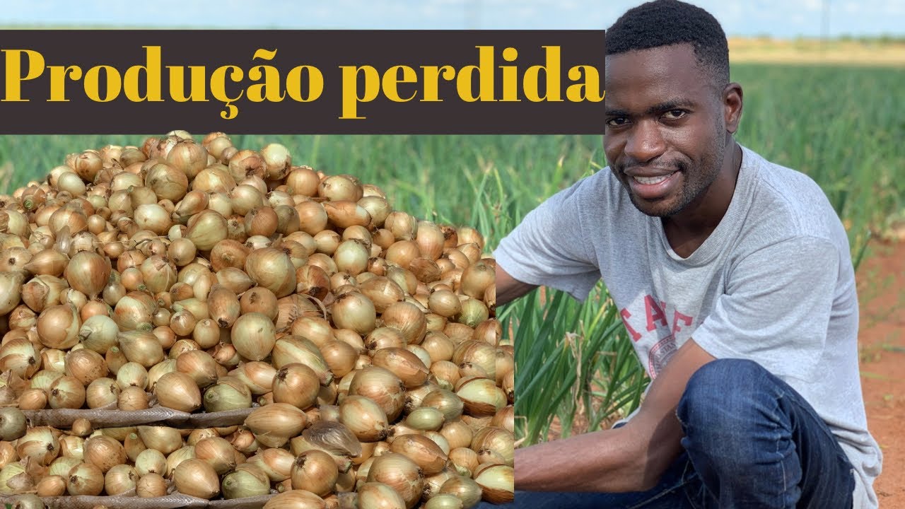 Toda produção de cebola perdida 😞 c