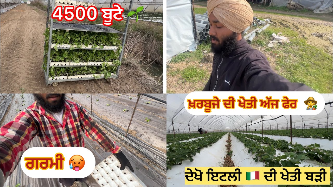Dekho Italy🇮🇹 di life 3 ਘੰਟੇ ਵਿੱਚ ਲਾਏ ਬੂਟੇ 🌱🍈 #italy #europe #hardwork #jattlife #punjabi 