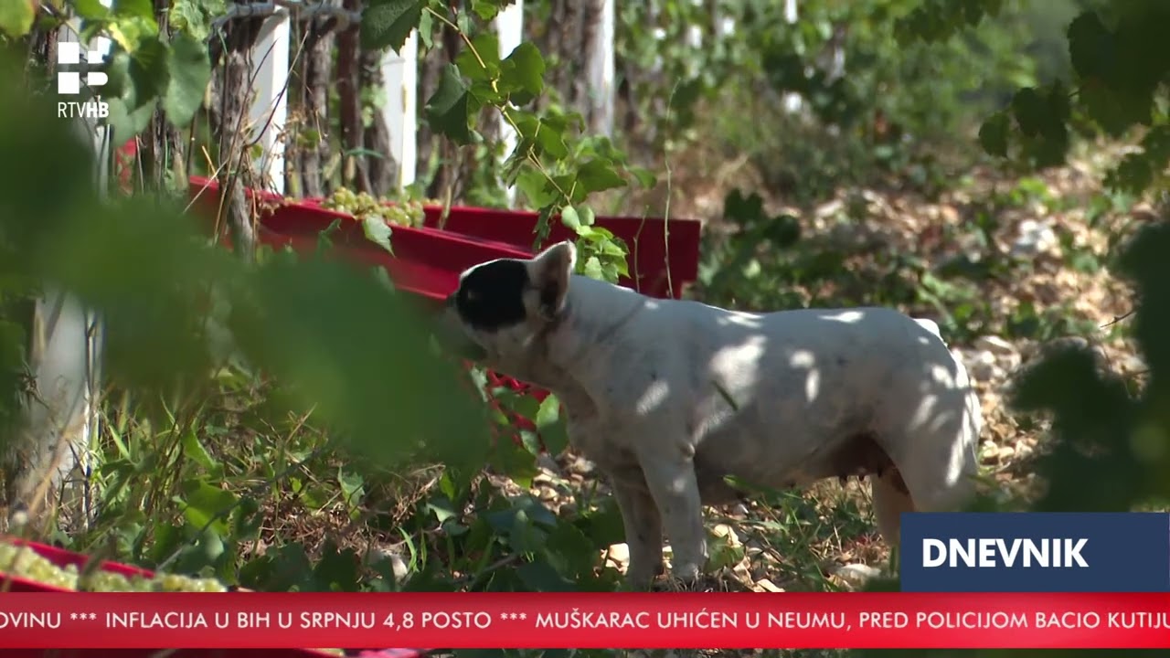 RTV HB | Počela berba, dobar urod grožđa u Hercegovini