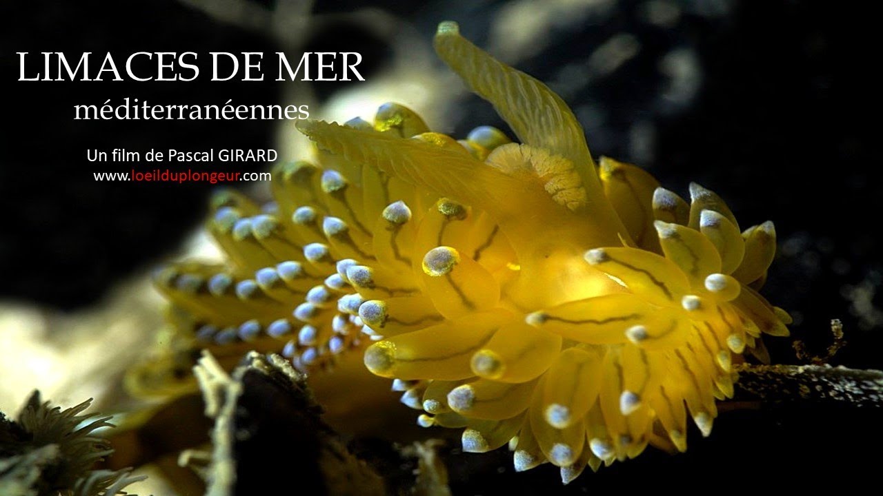 Limaces de mer méditerranéennes (nouvelle version enrichie - 4 K)