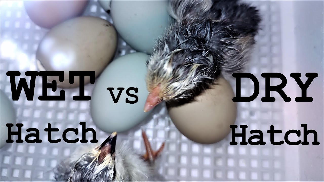 Dry Vs. Wet Incubation, Higher Hatch Rate & NO Spraddle Leg!