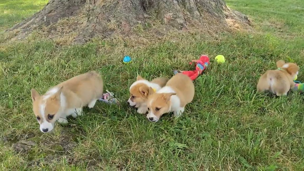 Little Corgi puppy having fun