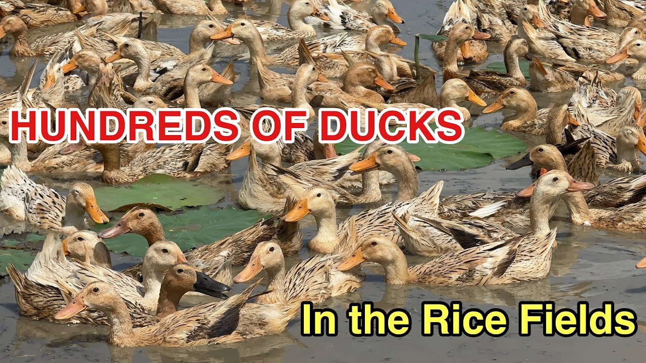 Hundreds of Ducks Swimming in the Rice Fields 🦆🌾 | Cambodia Village Life @ScenicNatural 