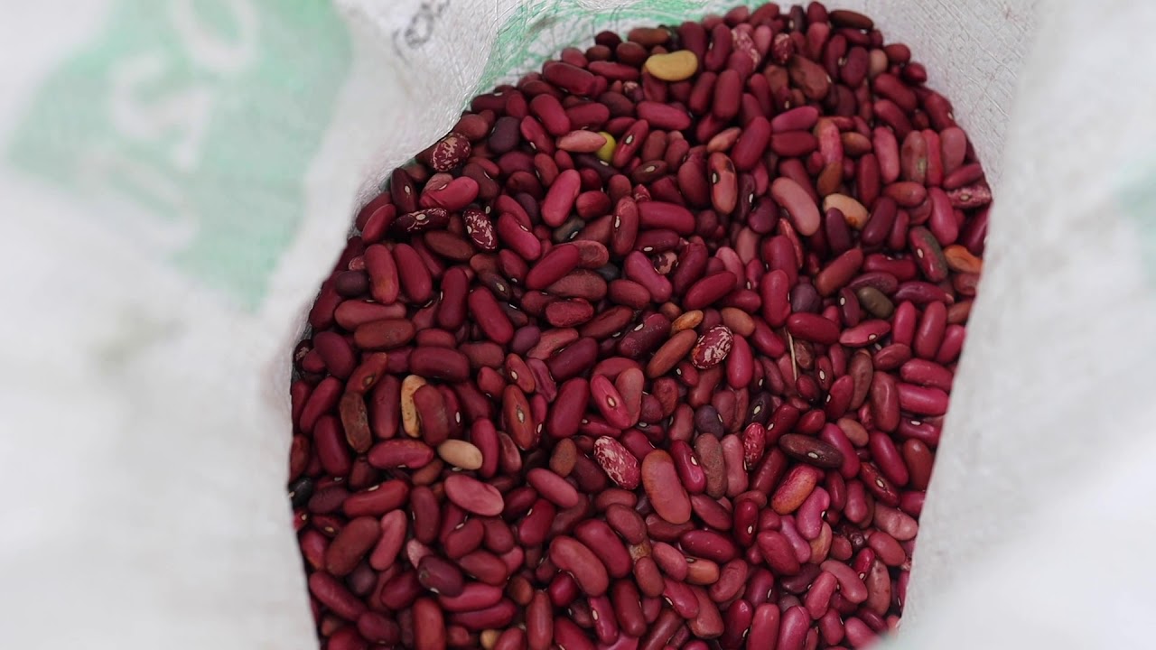 Conservation agriculture training | DR Congo | MCC
