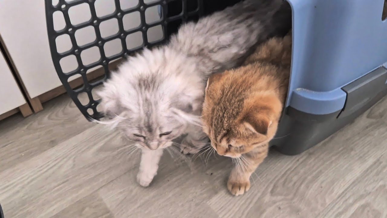 В нашем доме котики рецидивисты 🤣