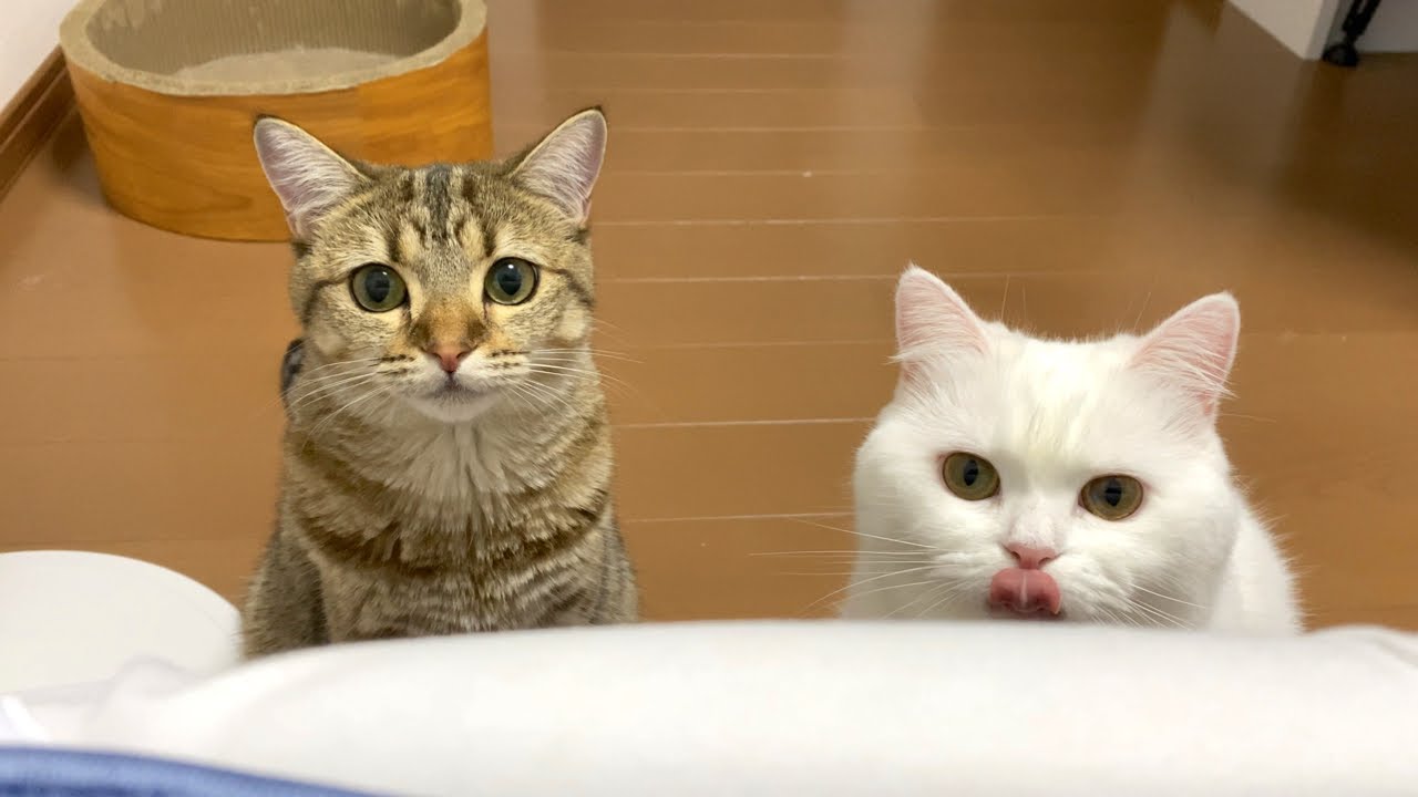 猫が枕元で圧をかけてくるので眠れません…