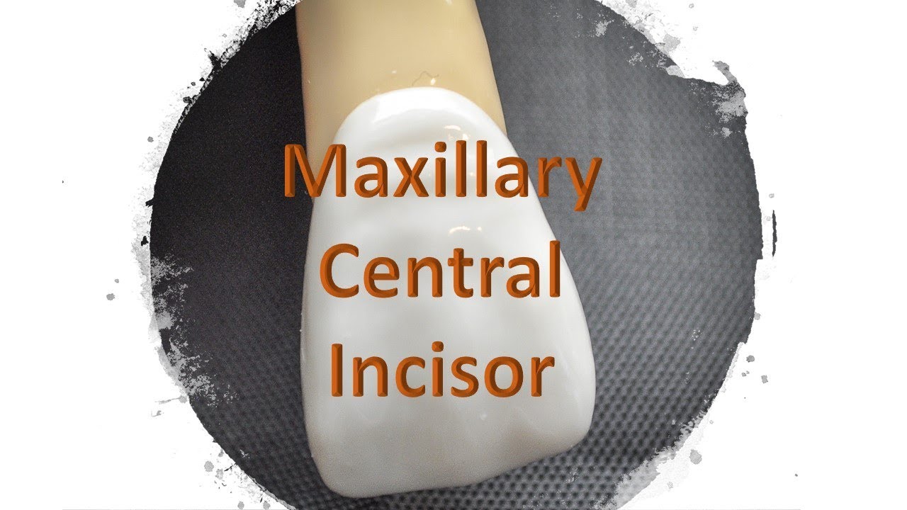 Maxillary Central Incisor Dental Anatomy