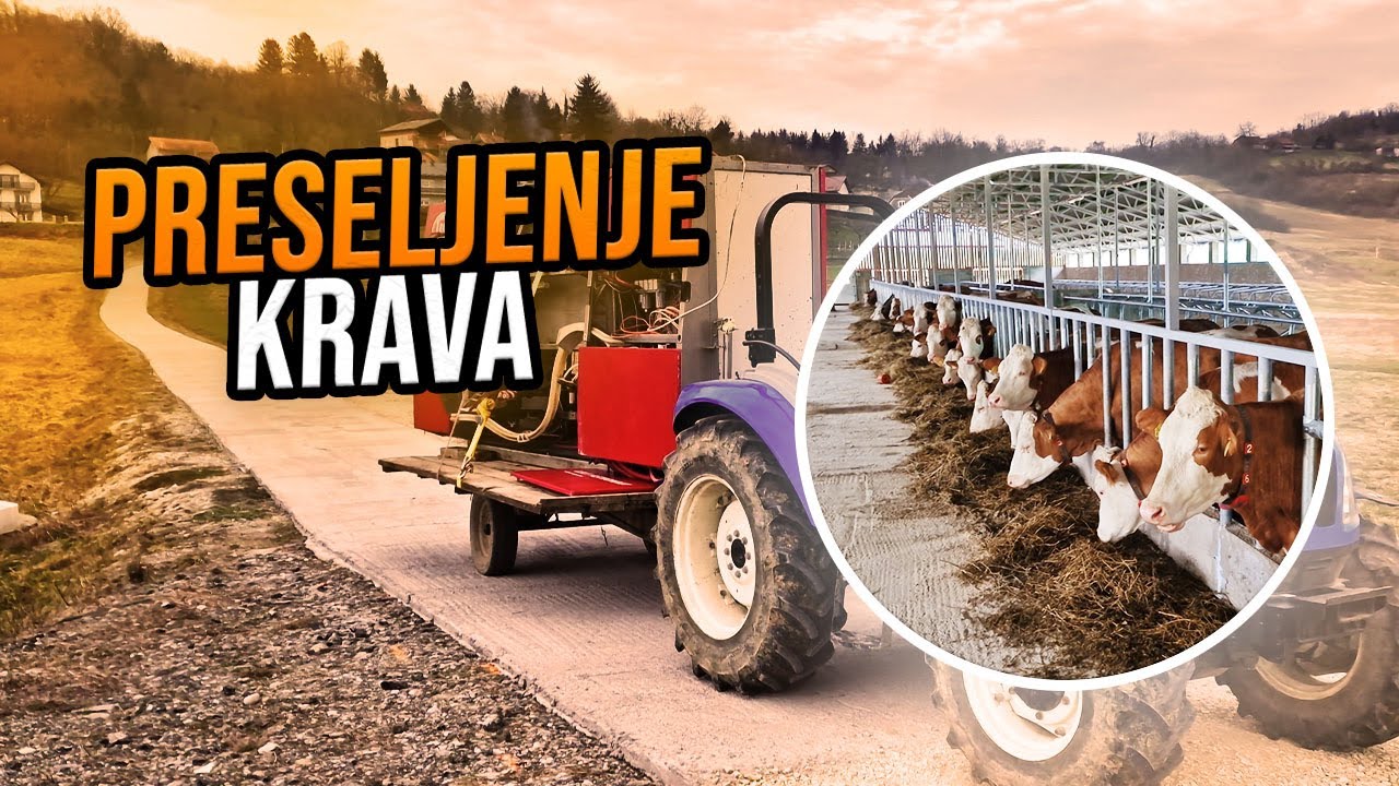 PRESELJENJE KRAVA NA NOVU FARMU!!! (Od blata do zlata #10)