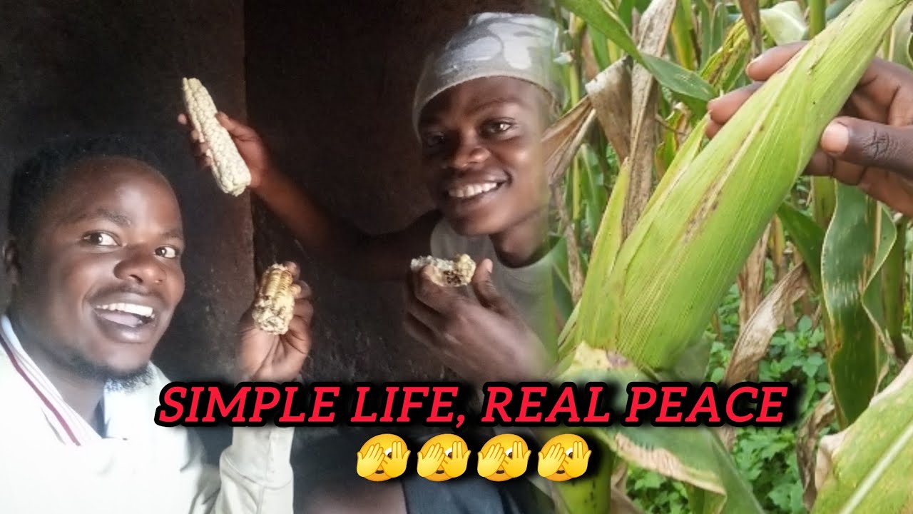 “Village Morning Bliss ☕🌽 | Breakfast Tea with Roasted Maize”@davyjnr3009 @iammarwa @Jonte_Freshi 