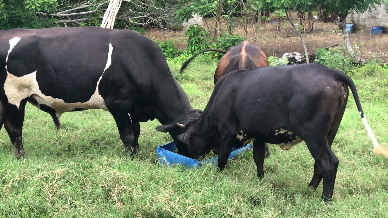 De regreso a mi finquita ganadera,República dominicana #ganaderías #farm #rancho #fincas #lechería
