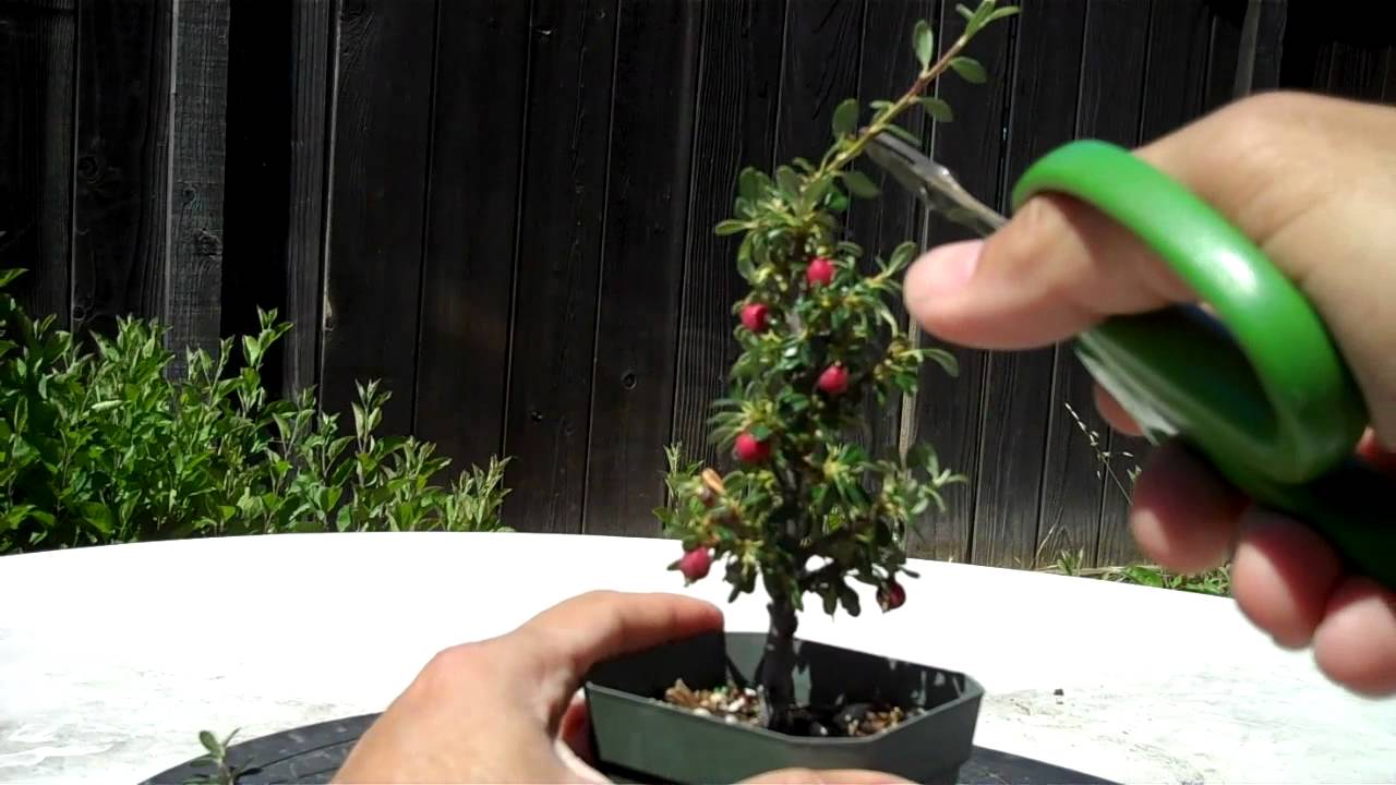 Making of a Cotoneaster Bonsai Part 1 Intro and Prunning