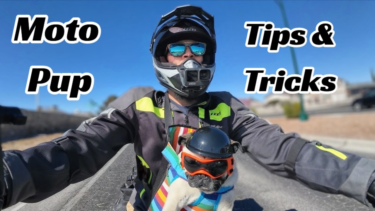 So You Want To RIde With Your Dog