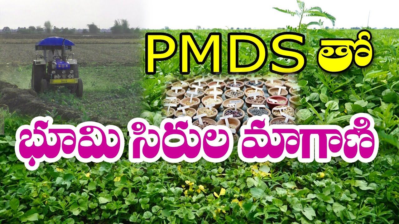 పీఎండీఎస్ తో బంగారు పంటల భూమి | PMDS Farming | G Sridhar