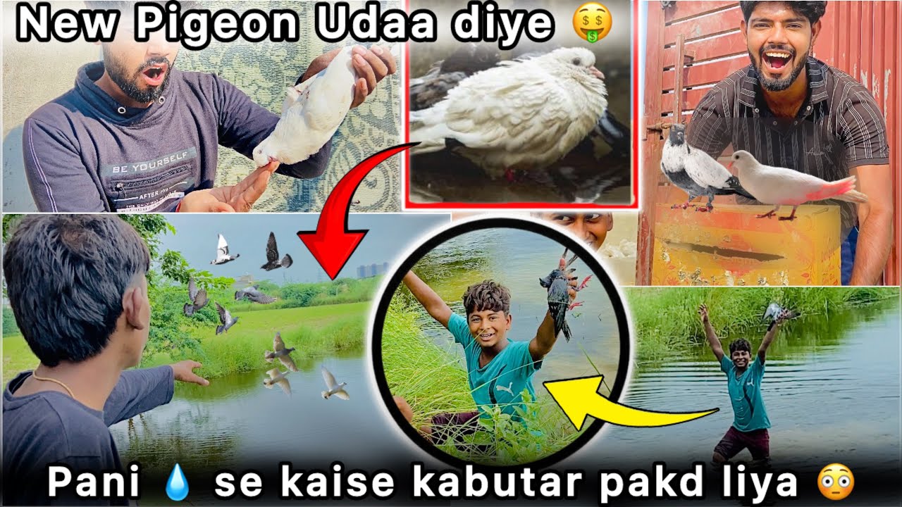 Khet 🌾 Se Udaa Diye Pkade hue kabutr 😮 || Pani 🏝️se pakd kr laye Kabootar 🤑