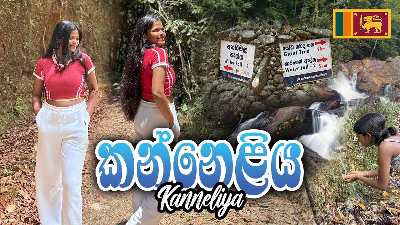 Exploring Kanneliya Rainforest 💚🇱🇰| Guide කෙනෙක් නැතුව නම් යන්න එපා❌| යන්න හොඳම කාලෙ?🤔| #kanneliya 