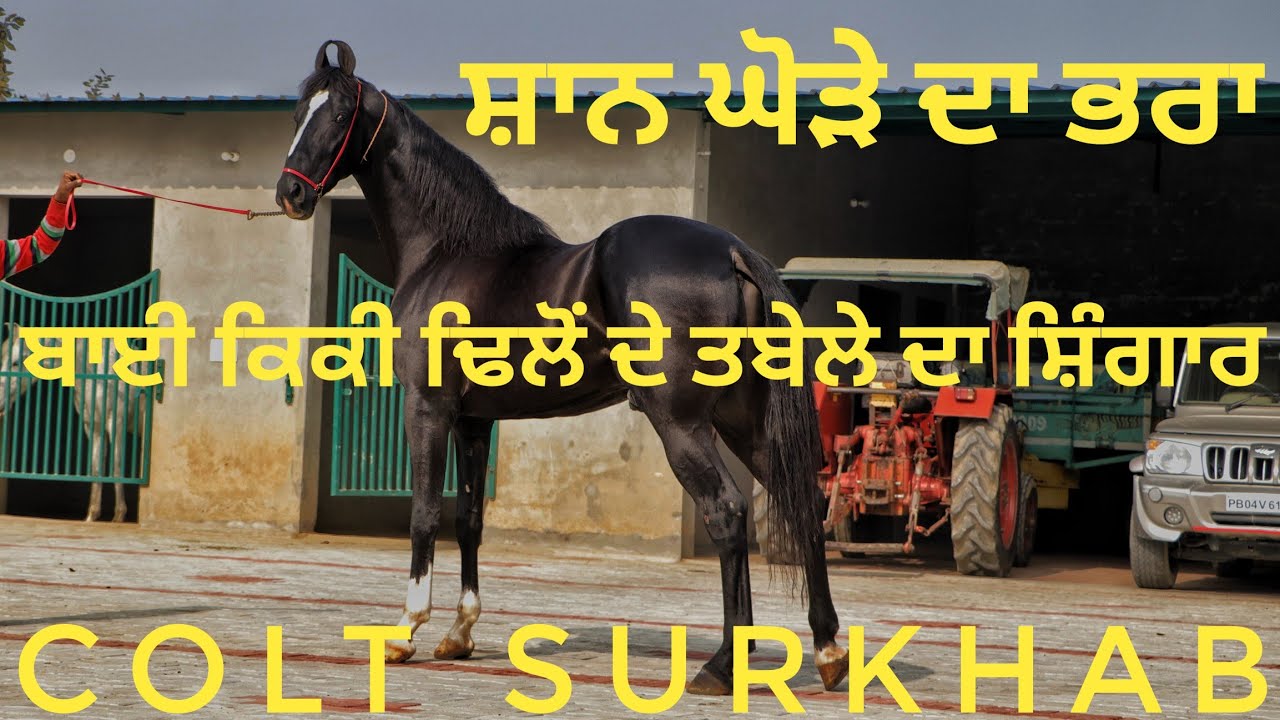 Colt Surkhab Sired By Devraaj Raniya owned by MLA Kiki Dhillon Faridkot