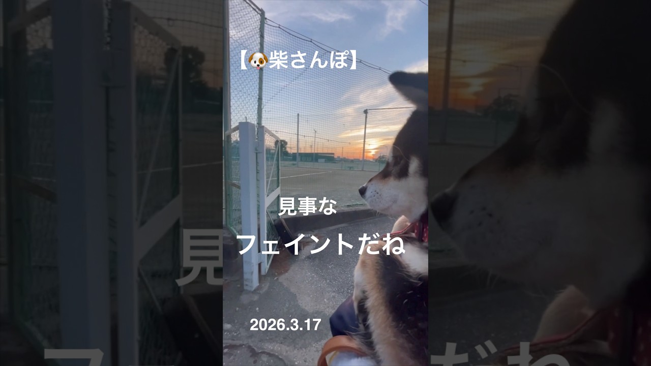 【見事なフェイントだね】🐶【柴さんぽ】（26.3.17）【しあわせを知った柴犬のお話し】