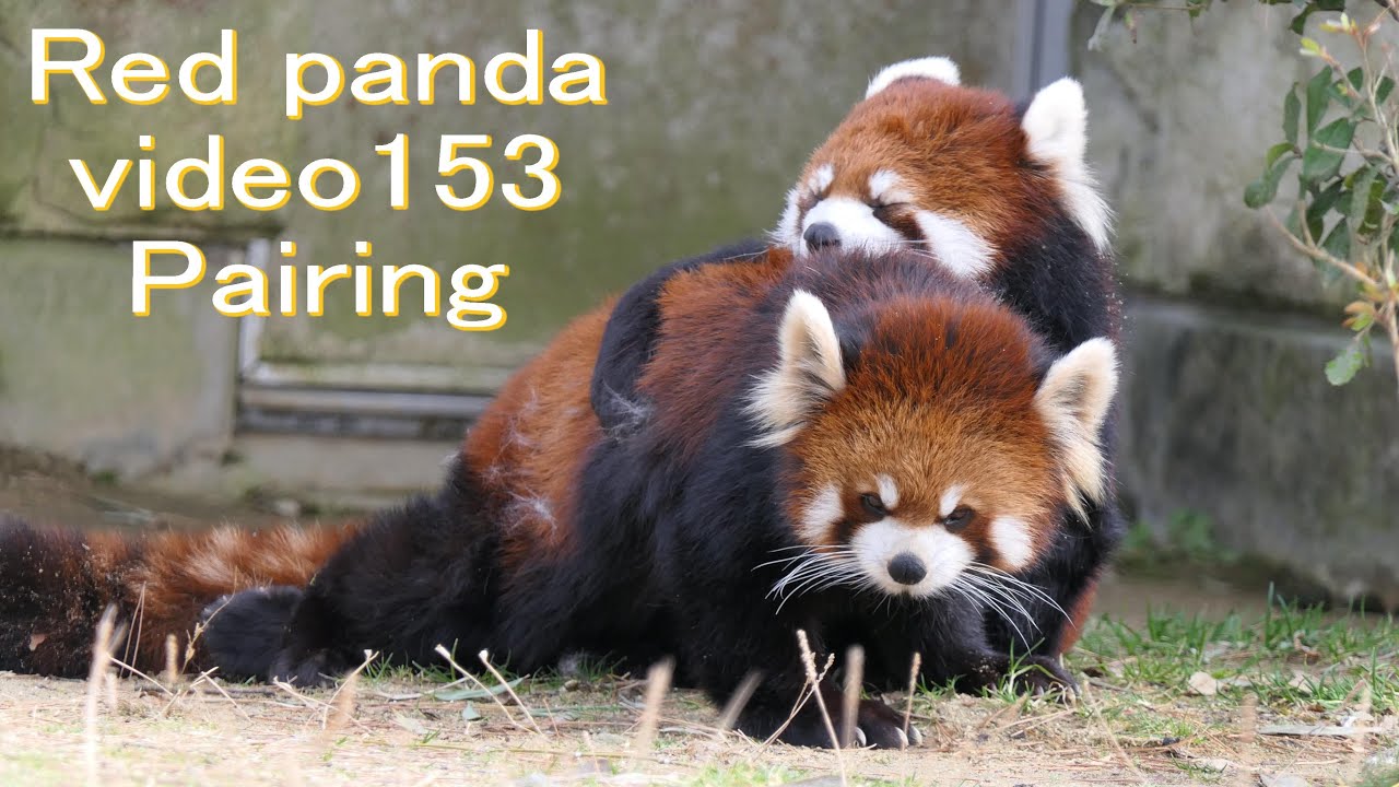 八木山レッサーリポート153 レッサーパンダ 交尾 Red panda at Yagiyama zoo Video_153 八木山動物公園