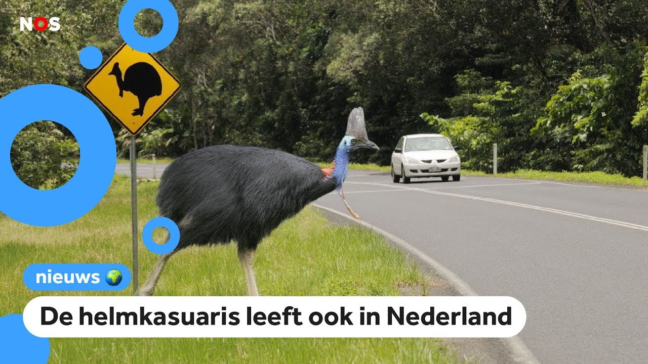 Man gedood door grote loopvogel