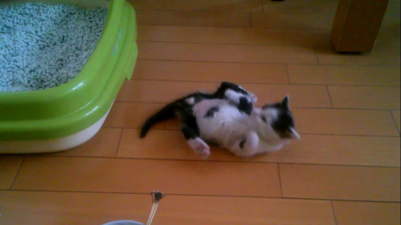 はじめてのトイレ・・・なんでそんなに泣くんよぉ～　かわいい子猫の小鉄ちゃん Pretty Cats Japanese homeless cat  abandoned cat