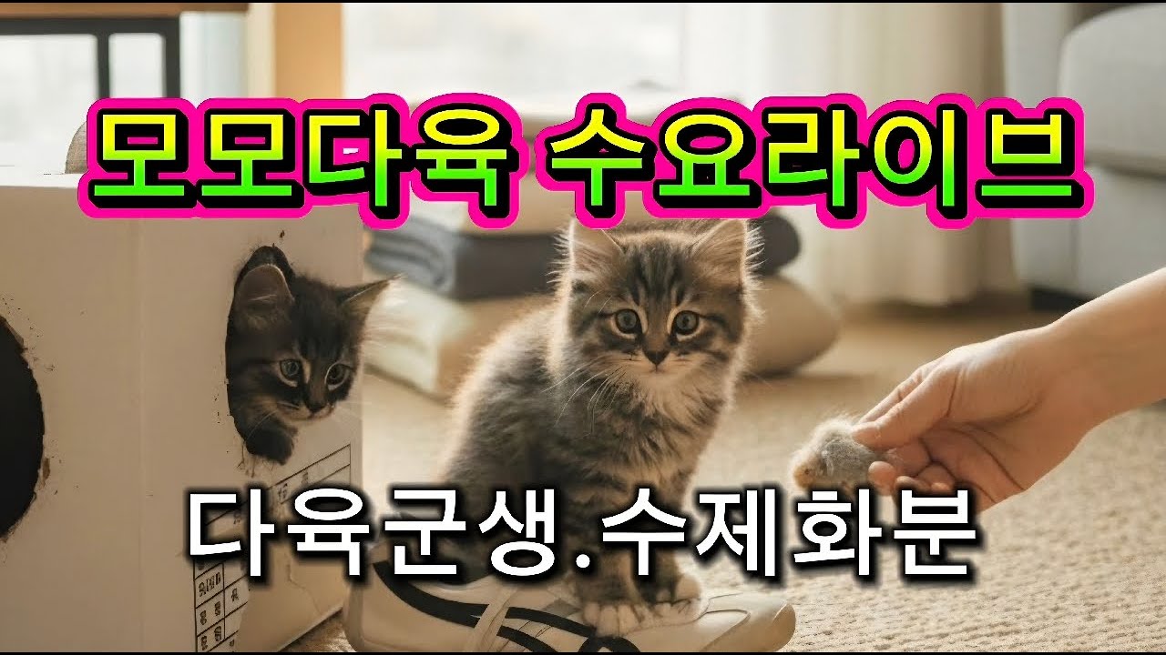 모모다육 라이브판매방송1.21. #다육식물#다육화분