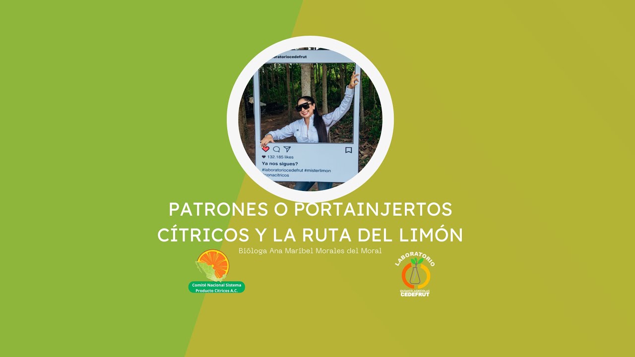 Patrones o Portainjertos Cítricos y La Ruta Del Limón