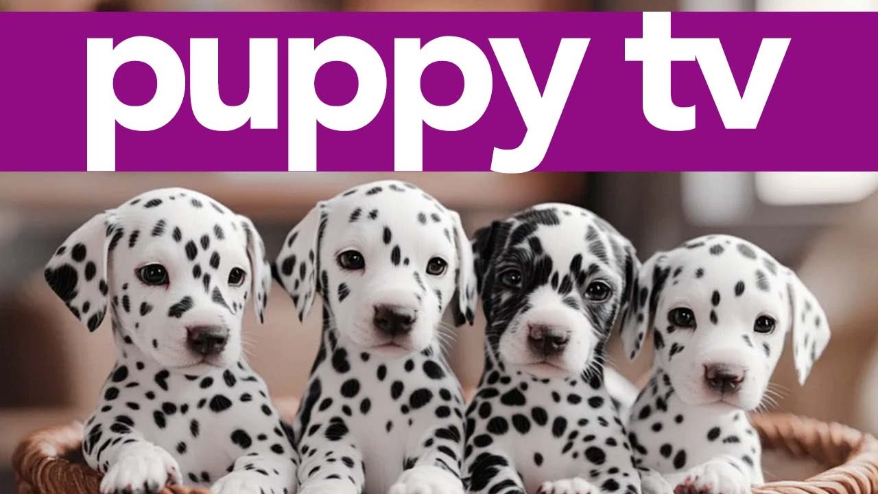TV for Puppies! 2 Hour Stimulation Boost for Dogs | Relaxing Petflix TV