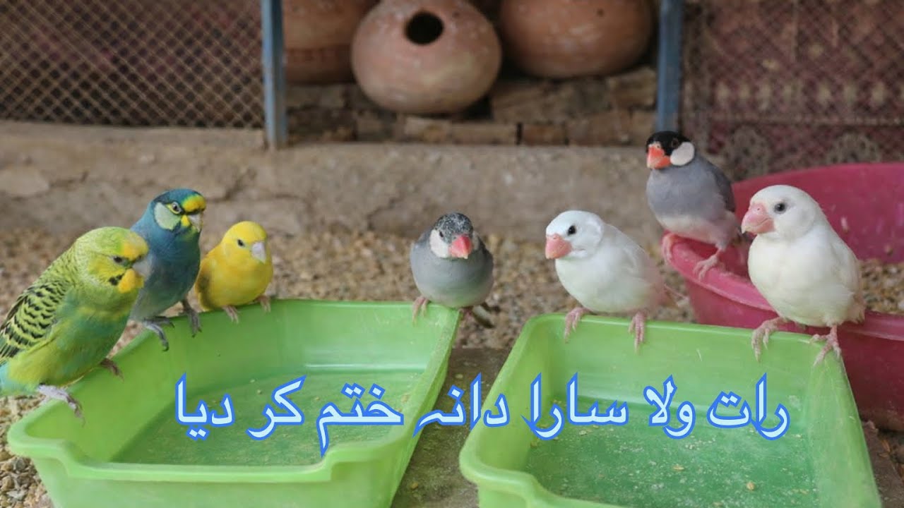 hamare bagges aur java finch ne aaj to time se dana khatm kar liya raat wala