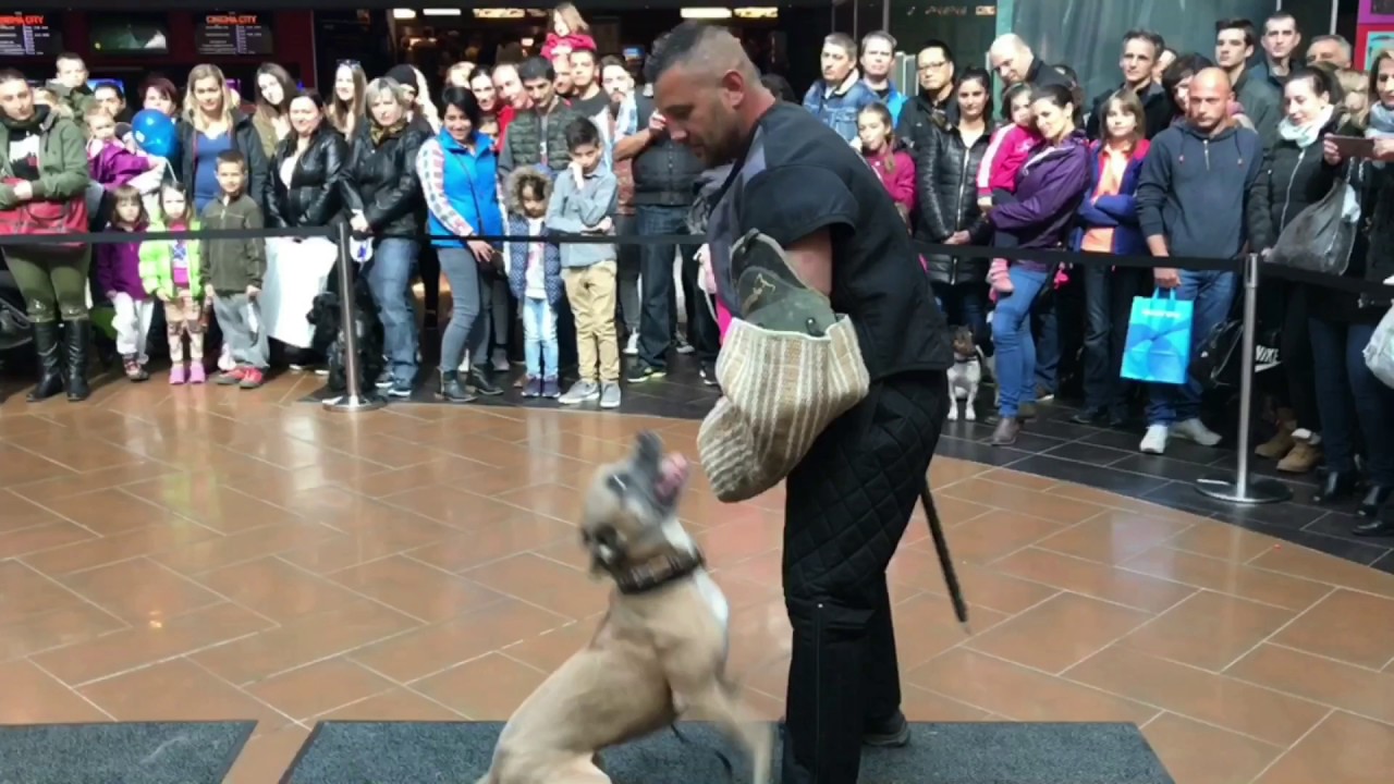 Wolf-K9 Team Győr Pláza őrző-védő bemutató