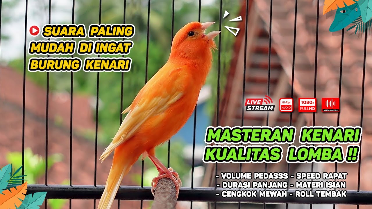 Masteran Kenari GACOR Durasi Panjang‼️ COCOK untuk Pancingan Kenari PAUD dan Kenari MACET BUNYI #165